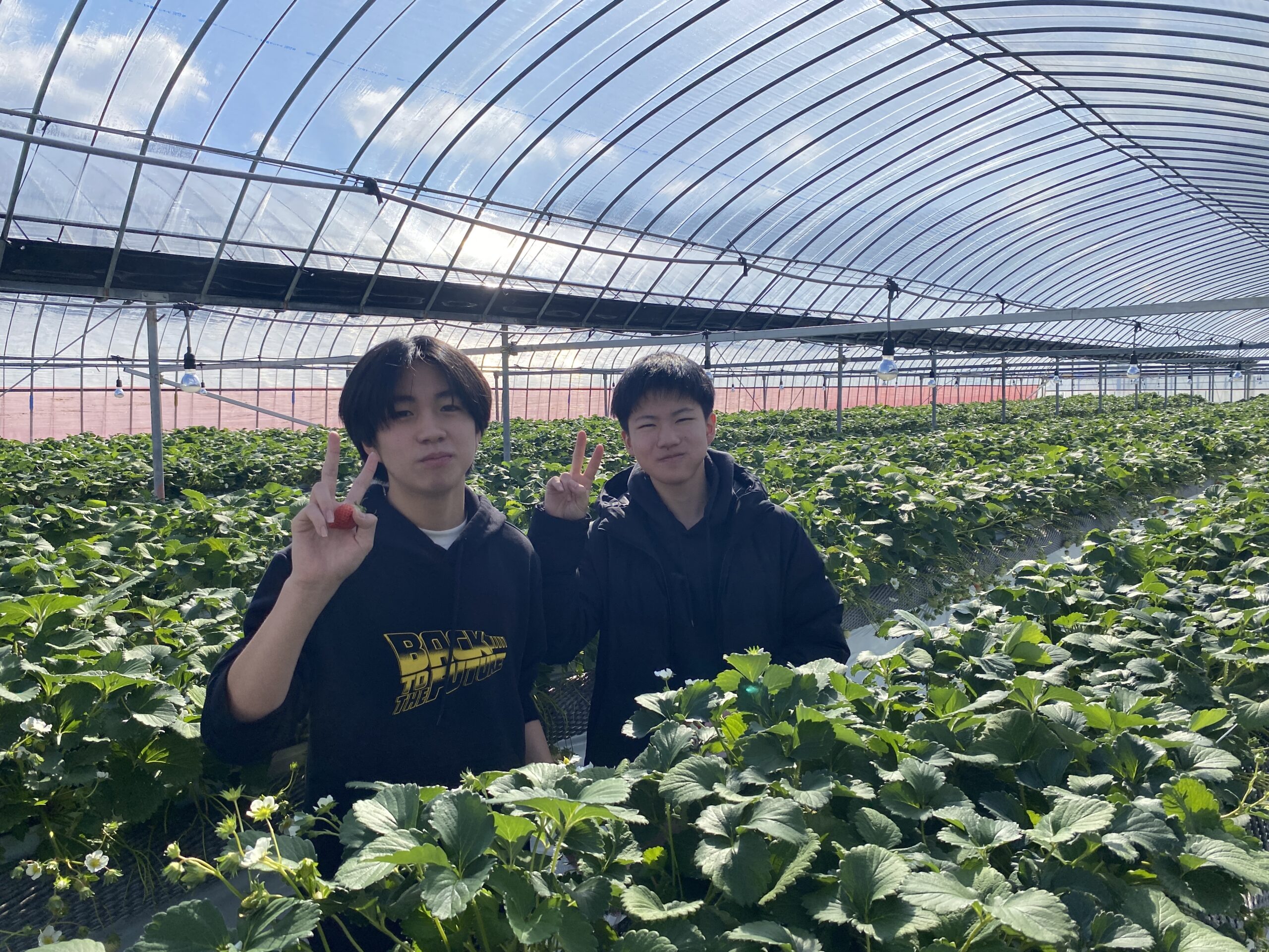 いちご狩り